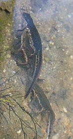 Bosca's Newt - Triturus boscai © John Muddeman